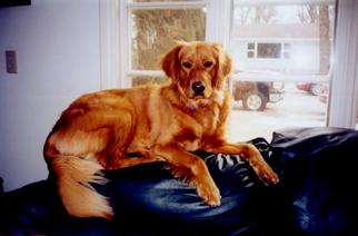 Sherry - Golden Retriever Sherry - Golden Retriever