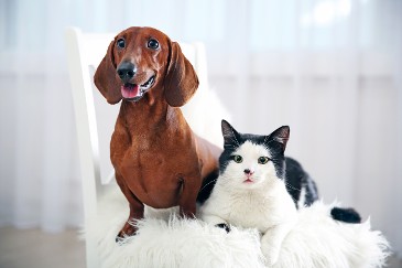 Dog and Cat Dog and Cat