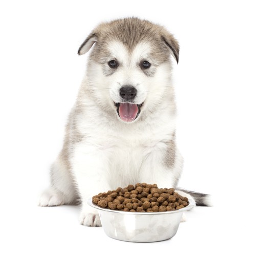 A Dog Eating Food