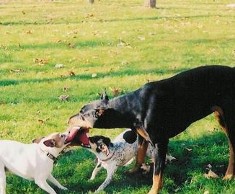 RCi Playing with Other Dogs and a Football