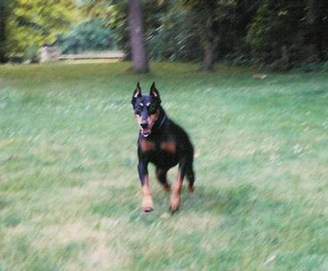 RCi Running with Other Dogs