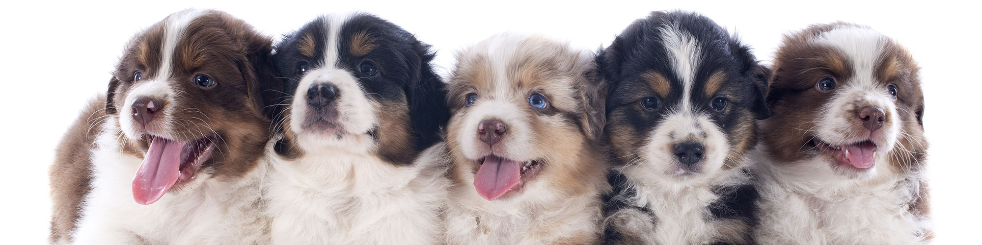 Pet Connections
