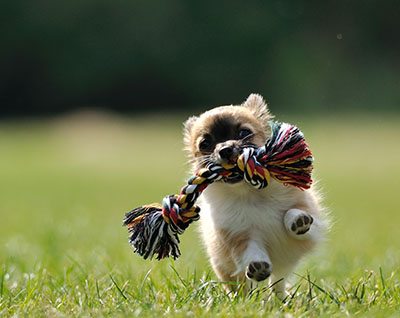 Dog Exercising Dog Exercising
