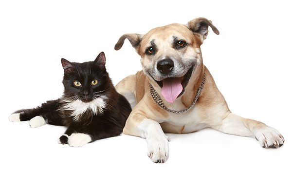Dog and Cat Dog and Cat